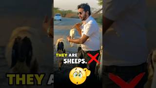 SHEEP मतलब भेड़ नहीं होता 🤔  Learn English  Spoken English [upl. by Moclam]