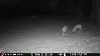 05 25 24 1259 01am Several deer eating in the upper back field near the mineral block deer [upl. by Esydnac]