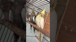 cockatiel birds cockatielbird pets parrot cockatielsinging cockatielsound ytshorts shorts [upl. by Etterb55]