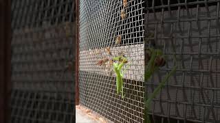 Praying Mantis Attacks Japanese Honeybees A Brave Rescue Attempt [upl. by Aleafar]