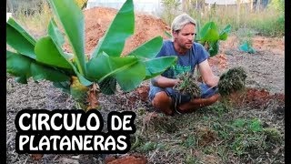 🌱 Plataneros Más Grandes con esta Técnica [upl. by Wiebmer419]