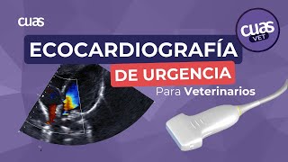 Ecocardiografía de Urgencia para Veterinarios Todo lo que necesitas saber [upl. by Terr824]