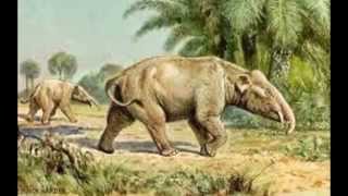 Proboscidea evolution of elephant EoceneOligocene Moeritherium paleomastodon [upl. by Ayaladnot174]