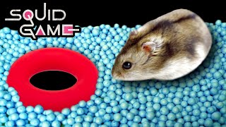 Hamster Squid Game Maze  for Pets in real life  Hamsterious [upl. by Atinauj]