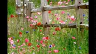 Wild Flower  Richard Clayderman [upl. by Marcelline]