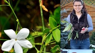 Jasminum Grandiflorum from cutting type with rooting Jamine Grandiflorum din Crengutebutasi [upl. by Ardnaxela]