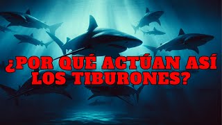 🟢Comportamiento de los Tiburones Predadores del Océano Profundo Cazando Comiendo Captados 🟢 [upl. by Olvan]