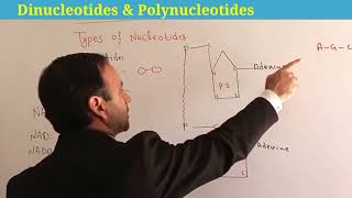 Dinucleotide  Polynucleotide  nucleic acid class 11 Biology  Biological Molecules [upl. by Stockwell]