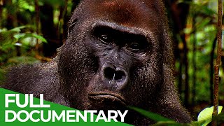 Go Ape  The Fascinating World of Primates  Free Documentary Nature [upl. by Naejarual988]