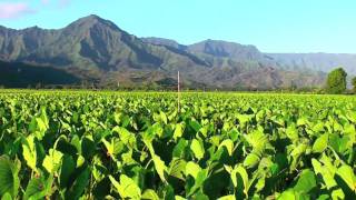 Hanalei Taro Fields Kauai Hawaii [upl. by Akienaj]