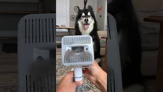 grooming is the best part about owning a husky Grab oneisallofficial at the link in my bio [upl. by Htir728]