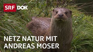 Fischotter in der Schweiz  NETZ NATUR mit Andreas Moser  DOK  SRF Wissen [upl. by Allbee]