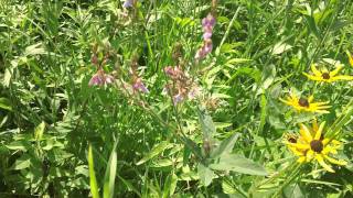 Showy Tick Trefoil  Desmodium canadense blooming at Ion Exchange inc [upl. by Greff]