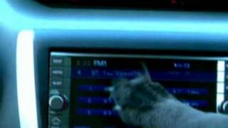 Subaru Dog Commercials Compilation 8 commercials [upl. by Lednik]