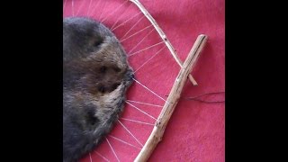 How to Bend Saplings for Hooping Beaver [upl. by Samella]