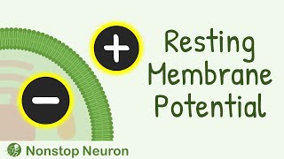 Resting Membrane Potential  How Resting Membrane Potential is Generated [upl. by Iat]