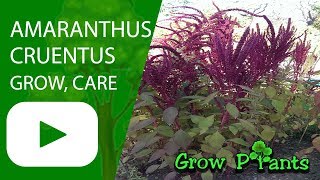 Amaranthus cruentus  growing amp care  Beautiful amp Edible [upl. by Armalda]