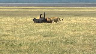 Lions attack Cape buffalo in Ngorongoro Crater Tanzania 2nd of 4 DSCN1359 [upl. by Mcnutt]