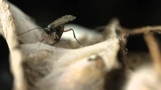 Ichneumon wasp ovipositing closeup [upl. by Aelram]