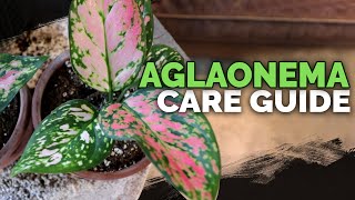 Aglaonema Chinese Evergreen Care A NoobProof Houseplant [upl. by Bennion421]