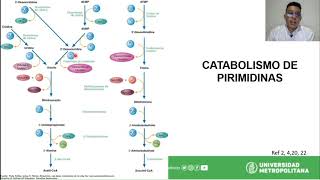 Metabolismo de las Pirimidinas [upl. by Fu]