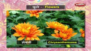 Learn Flowers in Marathi  मराठी शिकूया  Learn Marathi Through English  Learn Marathi Grammar [upl. by Edeline400]