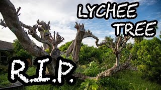 RIP Lychee Tree [upl. by Nylarak]