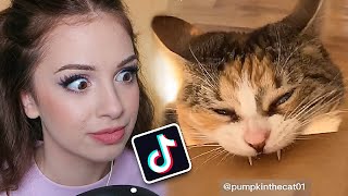 FUNNY CAT TIK TOK VIDEOS [upl. by Laurentia]