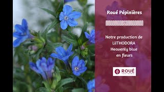 Production de LITHODORA Heavenly Blue un couvre sol étoilé [upl. by Icyak]