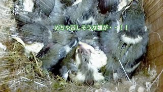 めちゃ苦しそうな シジュウカラ の雛が・・・😆 野鳥 巣箱 [upl. by Arriec]