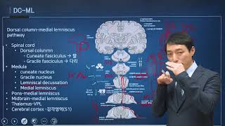 신경과학신경해부학 37강 척수로 spinal tract [upl. by Kannan]