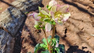 I purchased my very first Hellebores for my garden quotIce N Rosesquot Its a beauty [upl. by Zoila423]