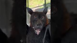 Flying foxes Large flying fox Chiroptera Bats Leschenaults rousette [upl. by Catrina]