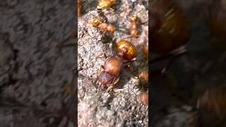 Ants In Puerto Rico Electric Ants Big Headed Ants and Fungus Farming Ants [upl. by Yreme835]