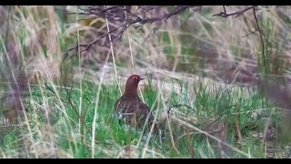 Ptarmigan sounds funny  Moorschneehuhn mit Lachanfall [upl. by Giark]