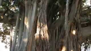 Ficus macrophylla di Palermo [upl. by Peugia]