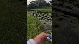 Bullseye Snakehead fishing in South Florida snakehead bullseyesnakehead fishing florida [upl. by Auhsoj621]