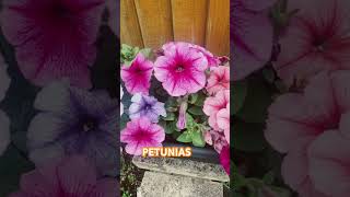 Beautiful Petunia gardening petonia [upl. by Eenahpets]