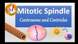 Spindle Centrosome centrioles chromosomal segregation [upl. by Notgnimer793]