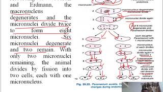 Autogamy Endomixis and Cytogamy in Paramecium [upl. by Hakim800]