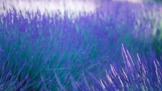 February Chances Lavenders Blue Poetry Reading [upl. by Alben]