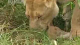 Lions vs buffalo  BBC wildlife [upl. by Apoor]