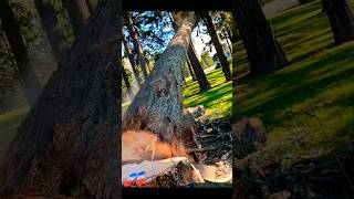 Tree Crashes Into Another Tree fail [upl. by Dulsea]