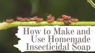 How to make and use homemade insecticidal Soap [upl. by Kev566]