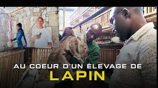 Documentaire exclusif sur lelevage des lapins  plus de 200 femelles reproductrices  Rabbit Farm [upl. by Nyrok866]