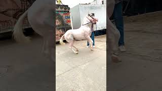 reels horse horesdance horselover youtube subscribe support reelsvideo viralshort video [upl. by Groscr]