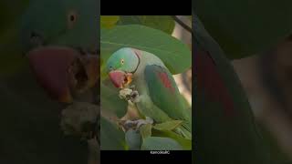 Alexandrine parakeet feeding on an Indian almond fruit parakeet feeding shorts birdphotography [upl. by Hamford316]