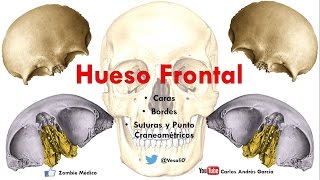 Anatomía  Hueso Frontal Caras Bordes Puntos Craneométricos [upl. by Ynneh40]