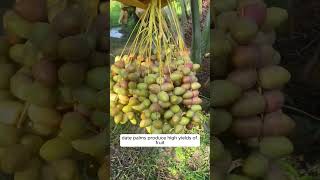 Date Palm Pollination in the Middle East DatePalms Pollination [upl. by Idelia625]