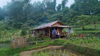 NEKAD  SATU KELUARGA MEMILIH TINGGAL DI PUNCAK GUNUNG TANPA LISTRIK DI KELILINGI HUTAN LEBAT [upl. by Erdnaxela]